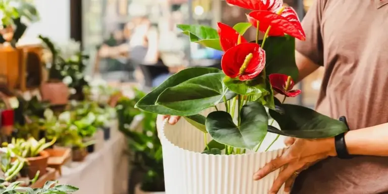 Anturio senza fioriture? Questa bevanda naturale lo "risveglia" in poche settimane