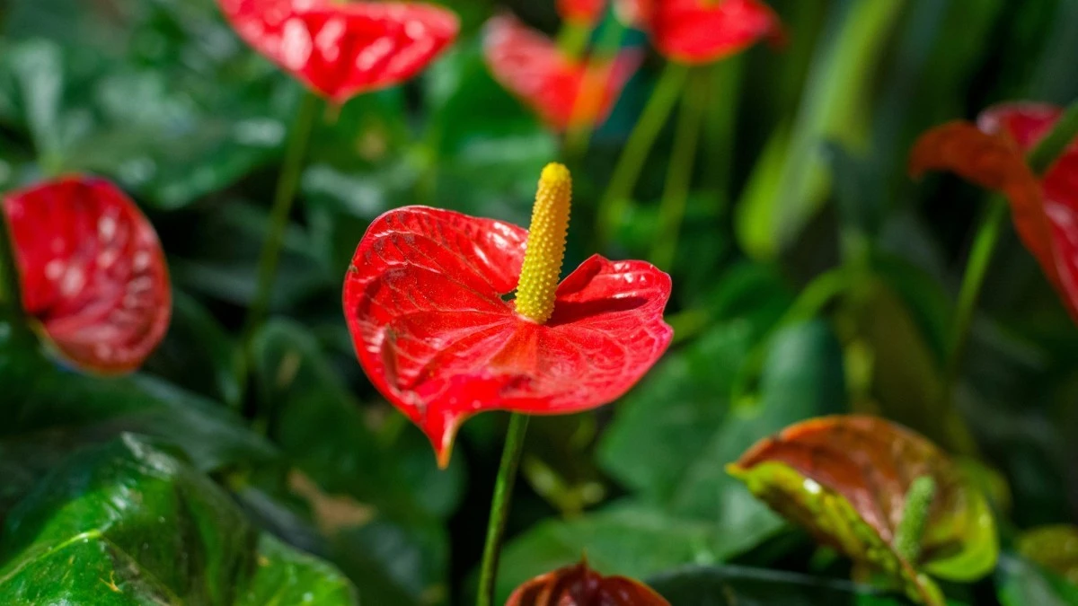 Anturio senza fioriture? Questa bevanda naturale lo 