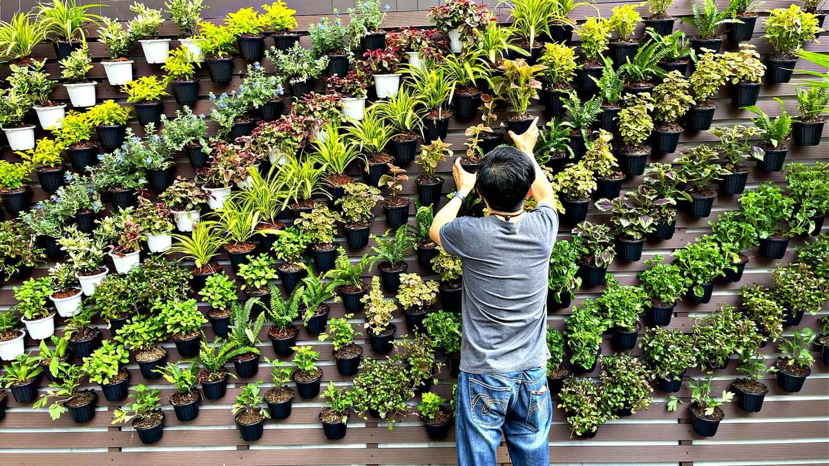 3 Piante Rampicanti a Crescita Rapida per Creare Privacy Immediata nel Tuo Giardino Estivo - image 1
