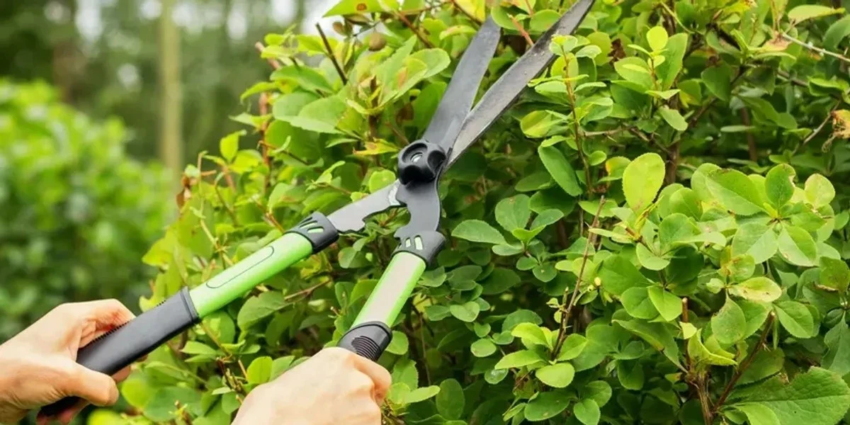 3 Piante Rampicanti a Crescita Rapida per Creare Privacy Immediata nel Tuo Giardino Estivo