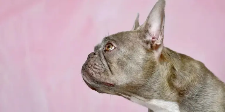 Cani brachicefali: Bellezza che soffoca, i segreti delle razze a rischio respiro