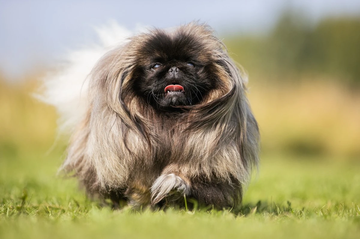 Cani brachicefali: Bellezza che soffoca, i segreti delle razze a rischio respiro - image 1