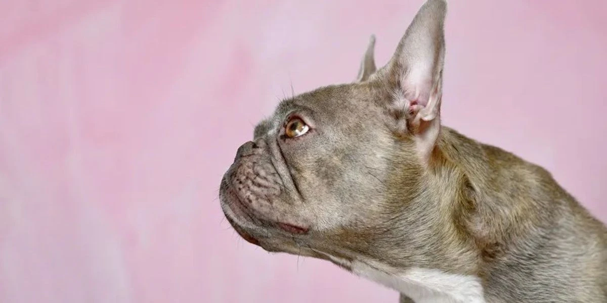Cani brachicefali: Bellezza che soffoca, i segreti delle razze a rischio respiro