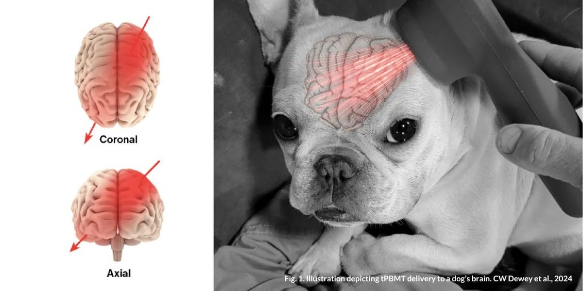 Cosa succede al cervello del cane quando gli urli contro: la verità che pochi conoscono - image 1