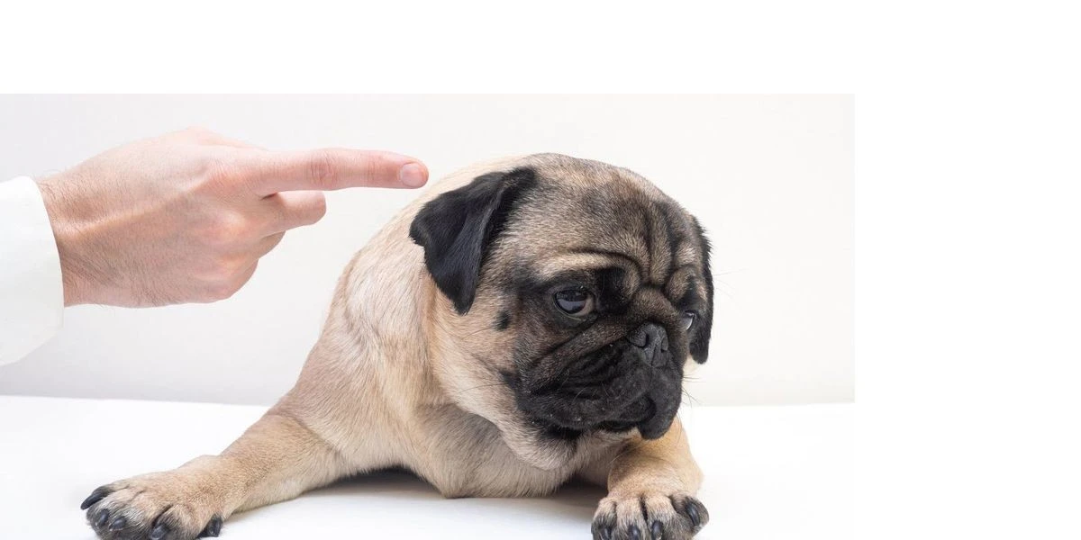 Cosa succede al cervello del cane quando gli urli contro: la verità che pochi conoscono
