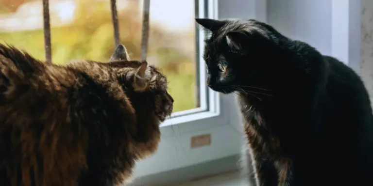 Il segreto della comunicazione felina: Non miagolano tra loro, ecco come parlano davvero