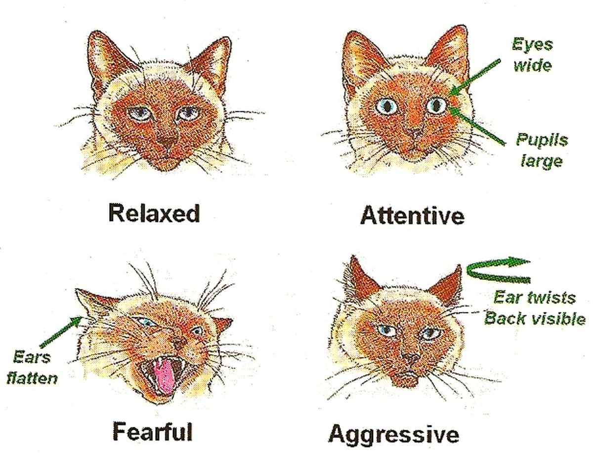 Il segreto della comunicazione felina: Non miagolano tra loro, ecco come parlano davvero - image 1