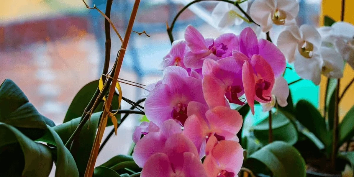 L'acqua di cui le tue orchidee hanno bisogno: il segreto di un giardiniere per una fioritura continua