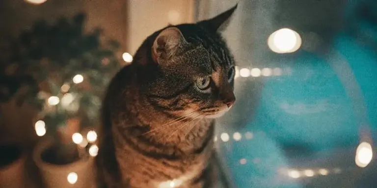 La tua gatta è più attiva di notte? Le ragioni nascoste dietro il suo strano comportamento