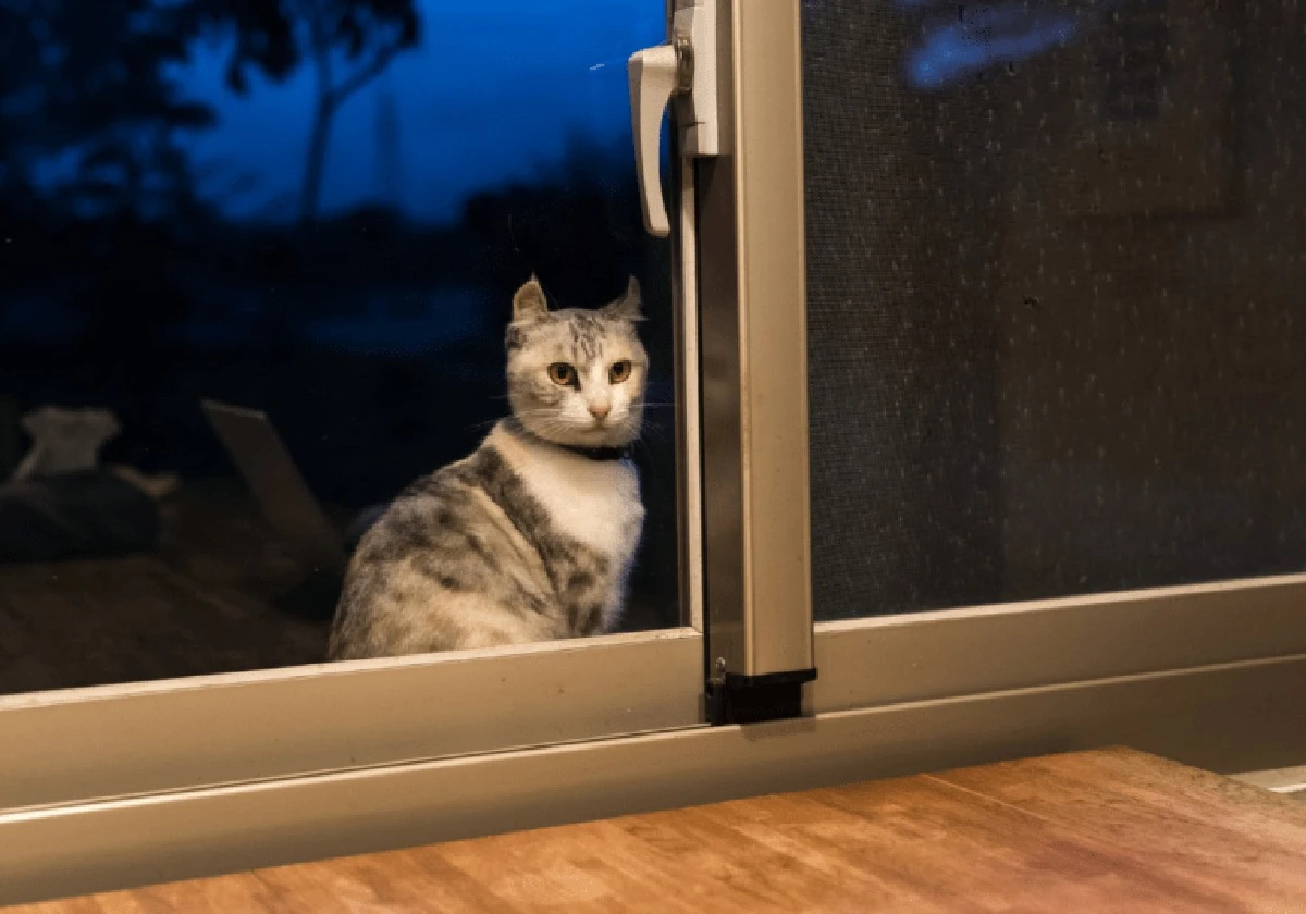 La tua gatta è più attiva di notte? Le ragioni nascoste dietro il suo strano comportamento - image 1