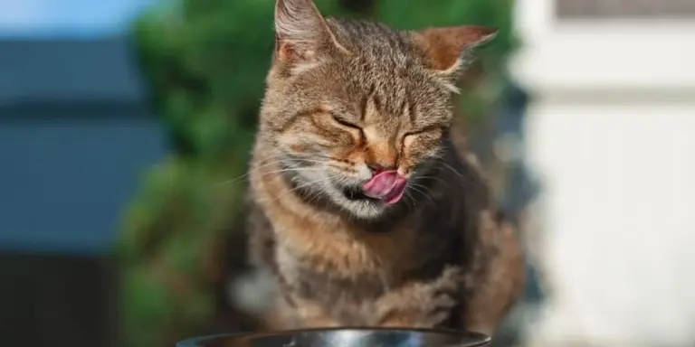 Perché i gatti mangiano a occhi chiusi? La risposta ti sorprenderà