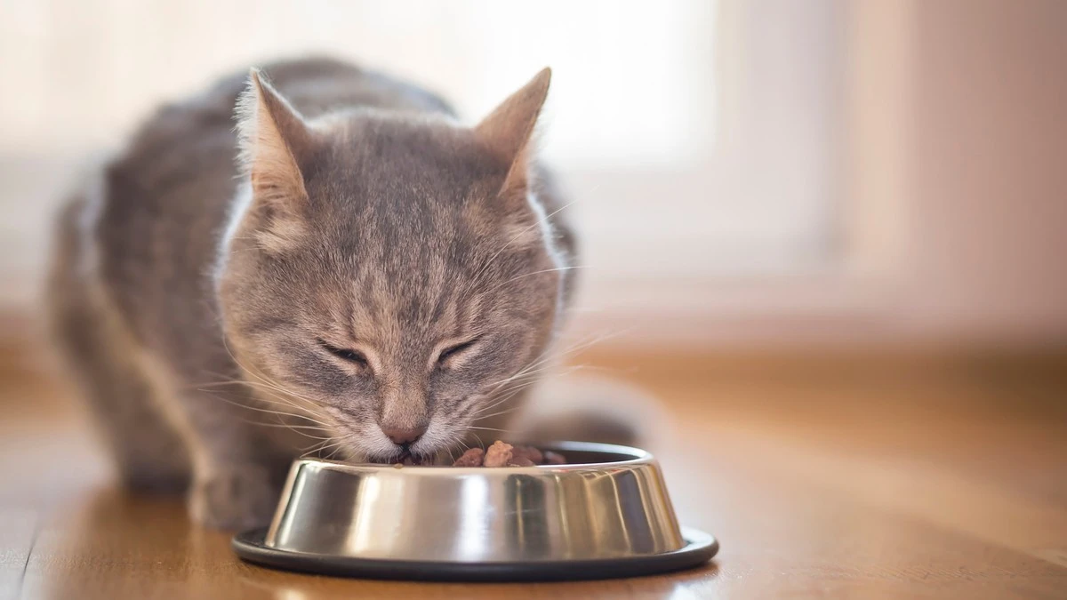 Perché i gatti mangiano a occhi chiusi? La risposta ti sorprenderà - image 1