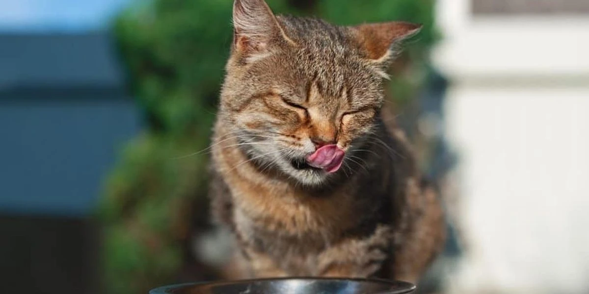 Perché i gatti mangiano a occhi chiusi? La risposta ti sorprenderà