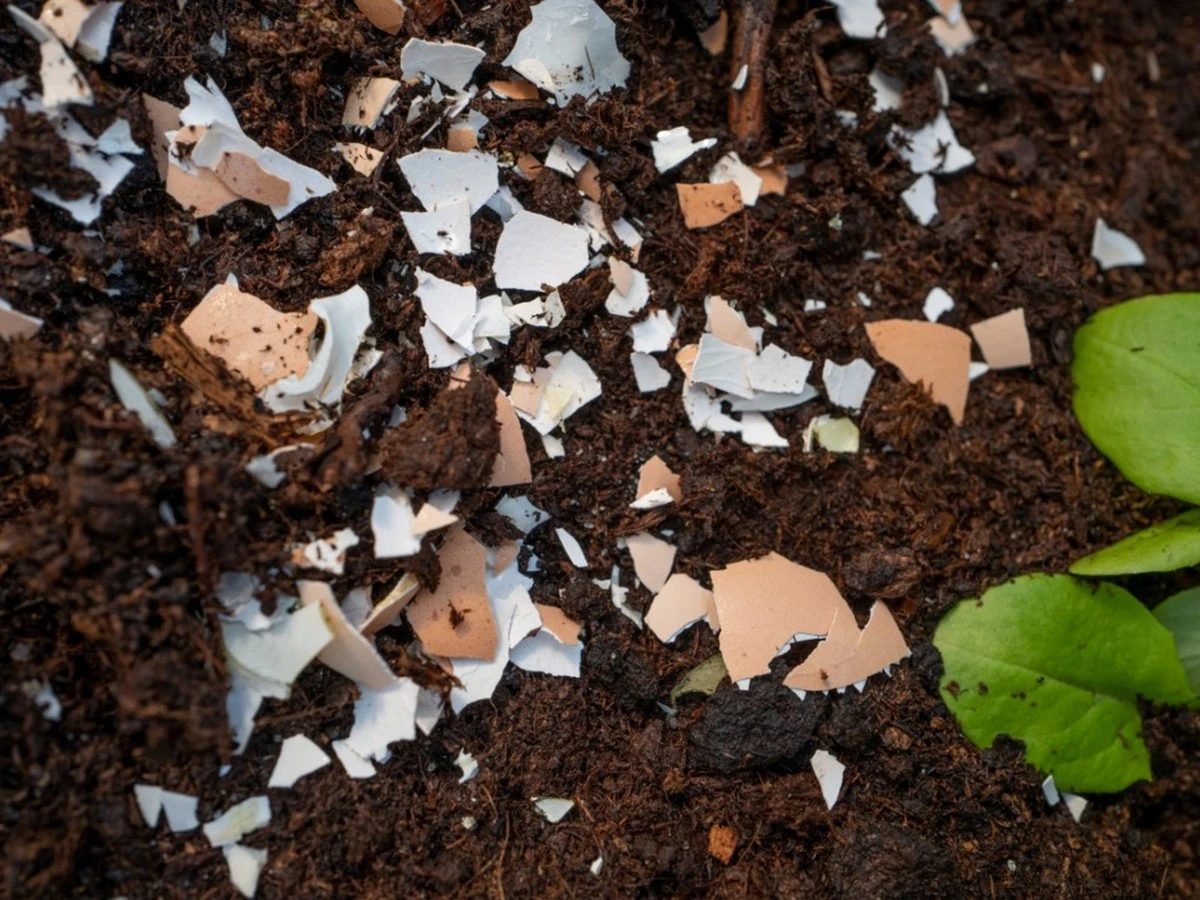 Perché i giardinieri esperti aggiungono gusci d'uovo alla base delle loro piante - image 1