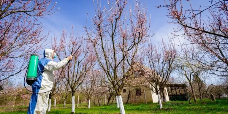 Primi gesti per il tuo frutteto: proteggi alberi da malattie e parassiti prima che sia troppo tardi