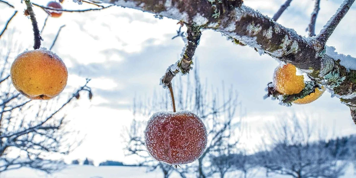 Primi gesti per il tuo frutteto: proteggi alberi da malattie e parassiti prima che sia troppo tardi - image 1