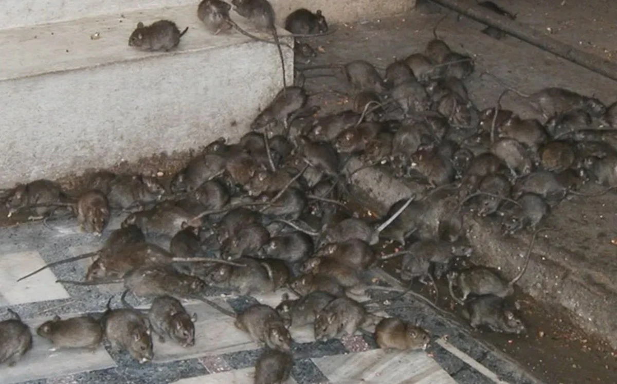 Questi oggetti comuni in casa attirano i topi, ma nessuno se ne accorge - image 1