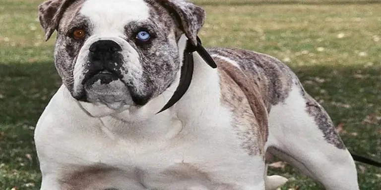 Il cane con gli occhi "di ghiaccio" che sta conquistando tutti: diffidente con gli estranei, adorabile con i bambini