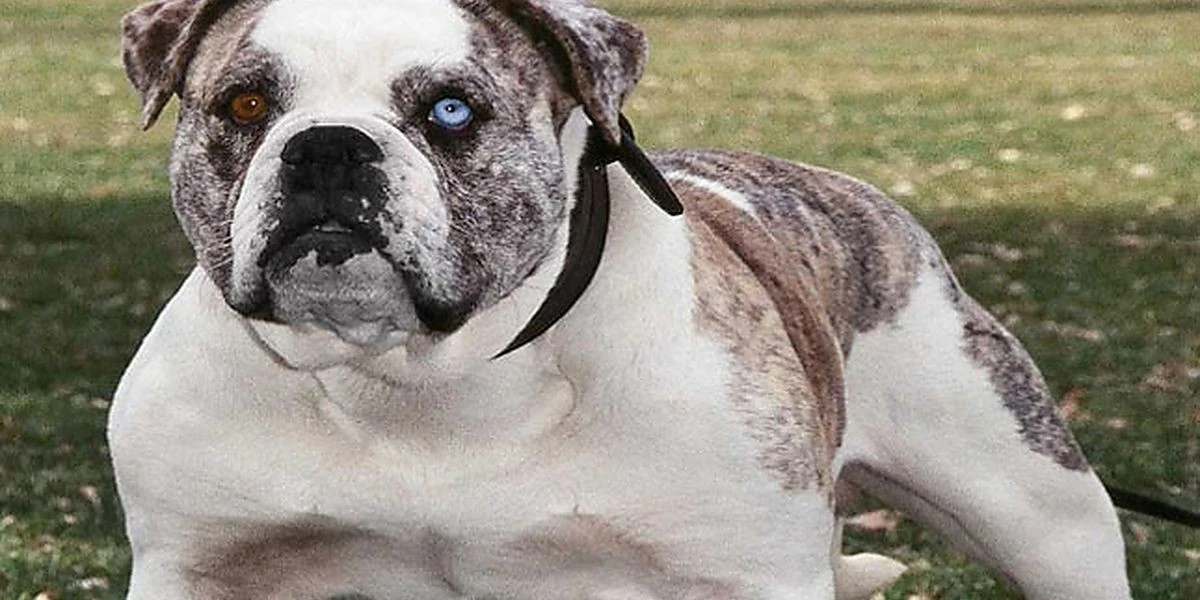 Il cane con gli occhi "di ghiaccio" che sta conquistando tutti: diffidente con gli estranei, adorabile con i bambini
