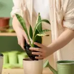 Pianta felice, radici libere: il trapianto senza stress che le tue piante adorano