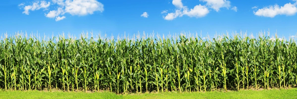 Serbia: Sementi di mais che producono solo foglie, un disastro per gli agricoltori - image 1