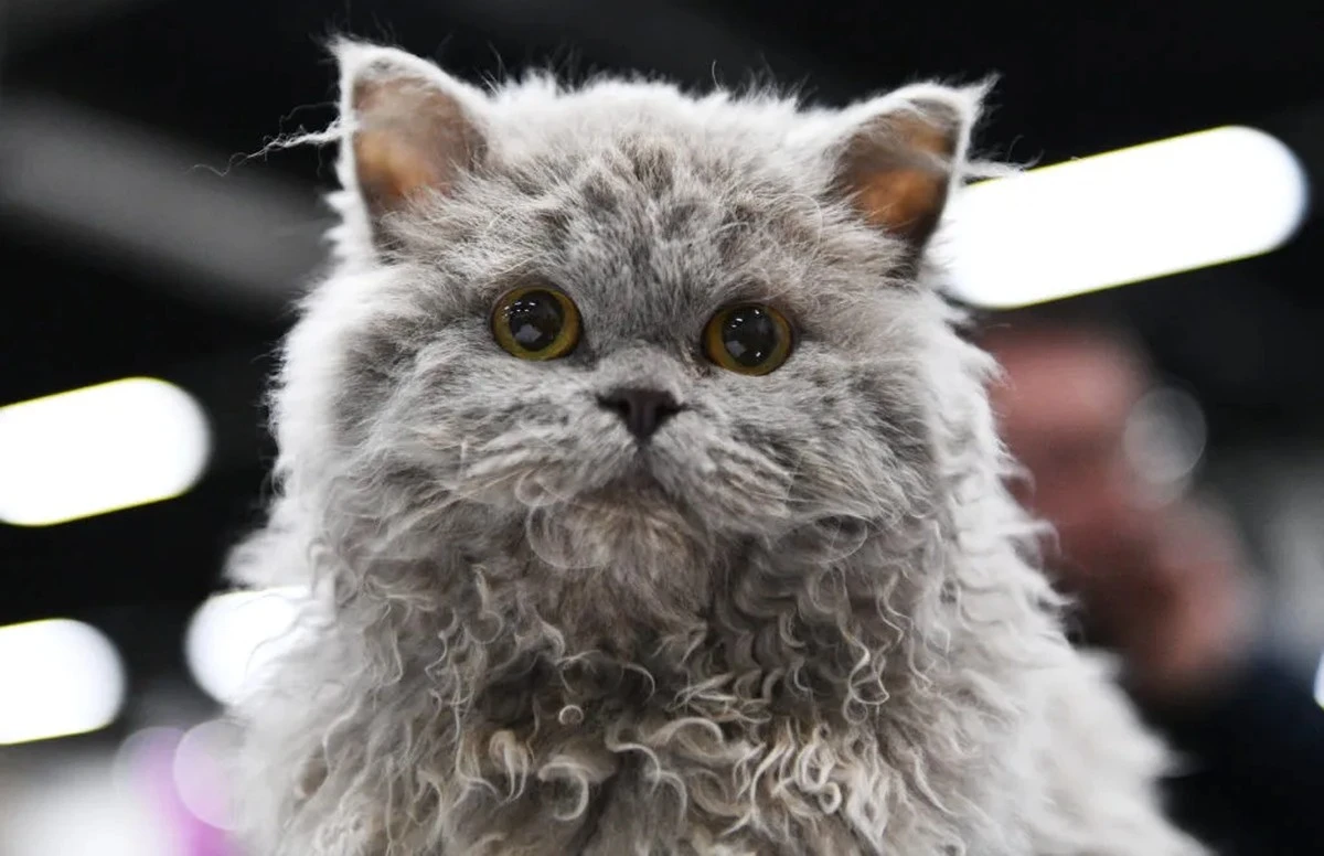 Un gatto dal pelo riccio conquista tutti, ma nasconde un problema insolito che devi conoscere - image 1