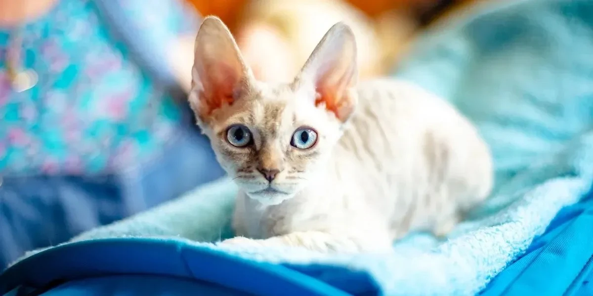 Un gatto dal pelo riccio conquista tutti, ma nasconde un problema insolito che devi conoscere